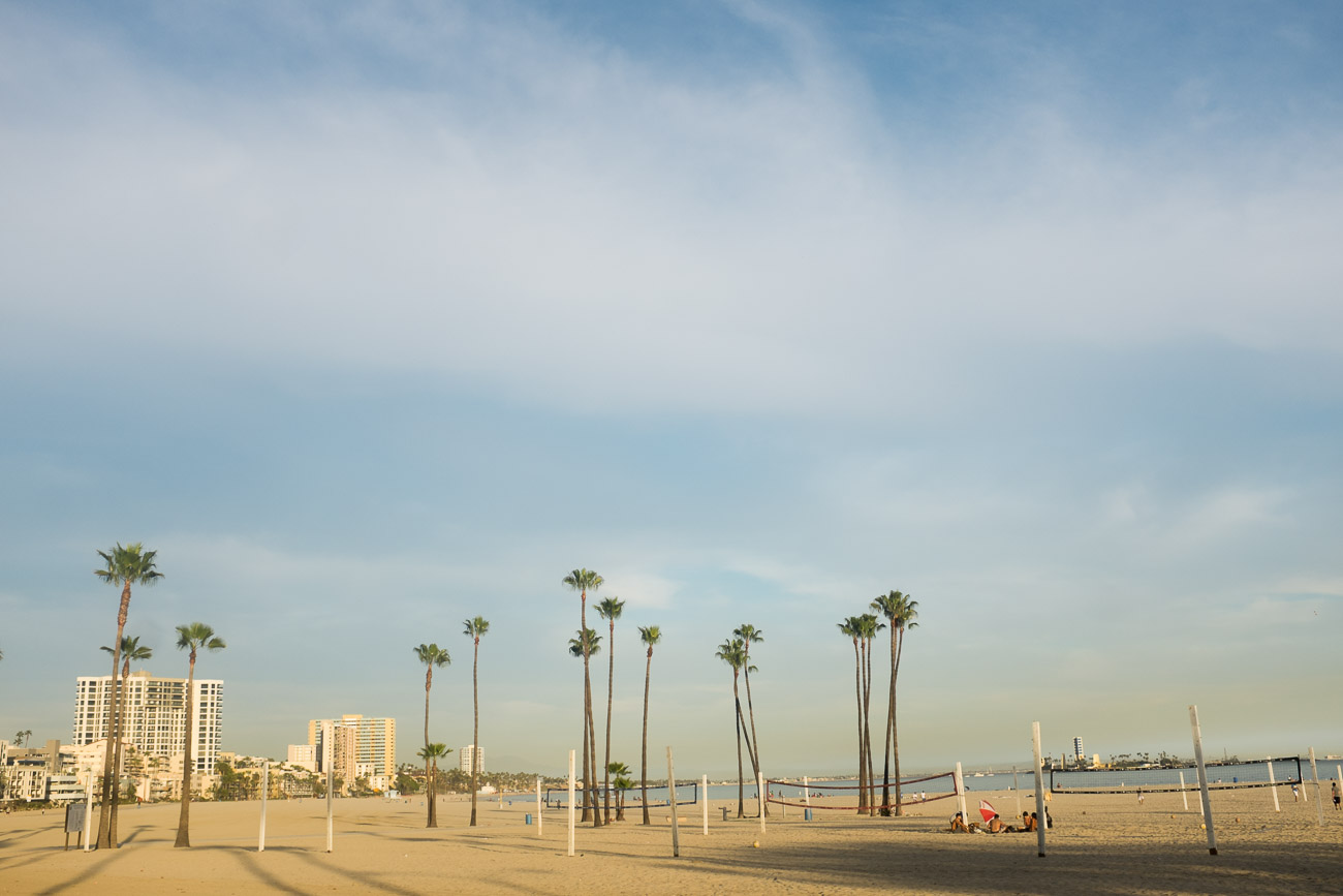 Palm trees in Long Beach, CA