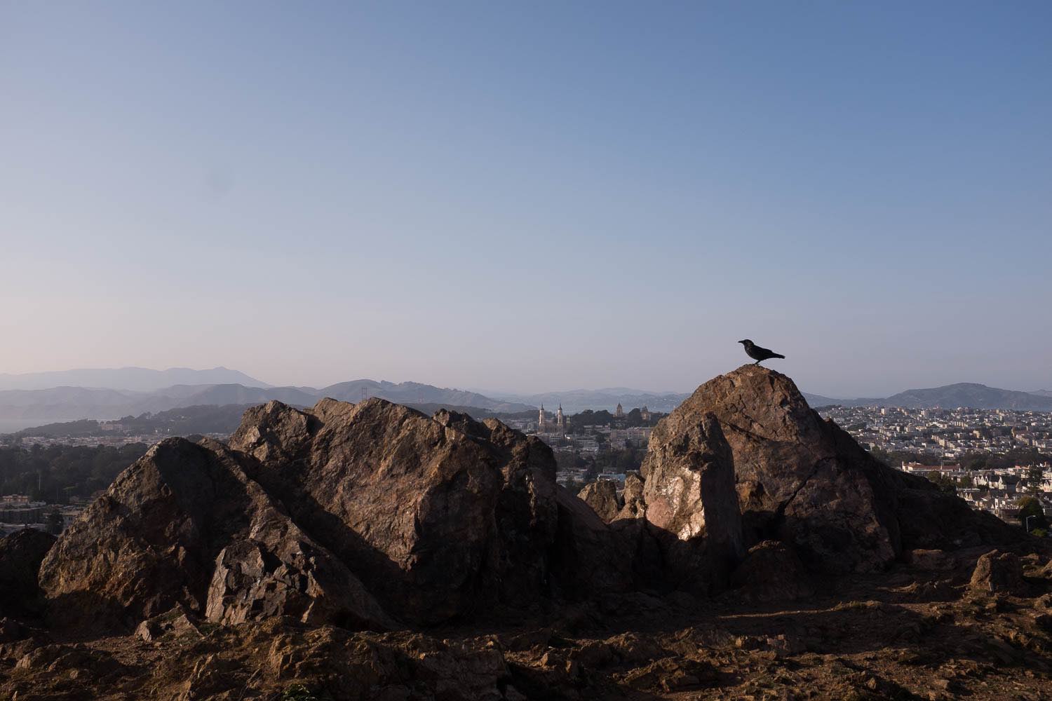 A bird perched on the rocks of Tank Hill overlooking the city of San Francisco